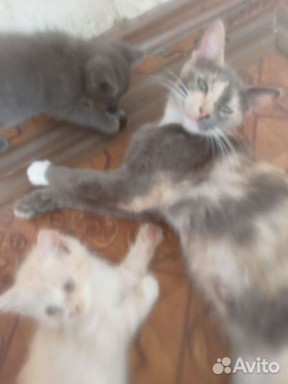 Кошки