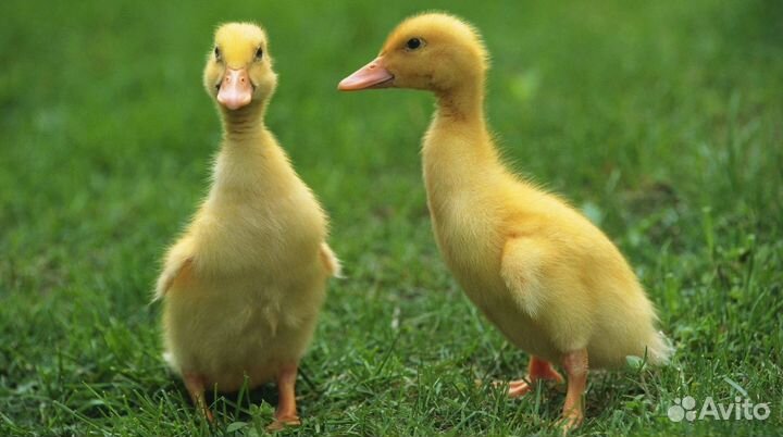 Утята Стар 53