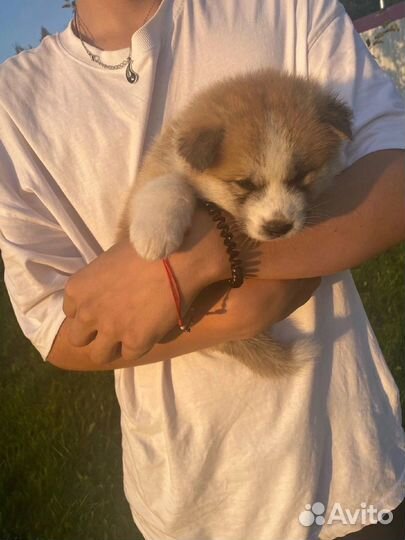 Щенки Акита ину