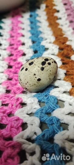 Яйца перепелиные инкубационное