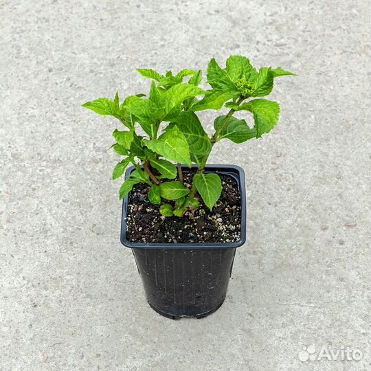 Гортензия от производителя, 56 сортов 1-4 года