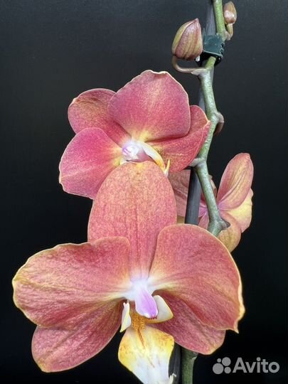 Орхидея фаленопсис Горизонт