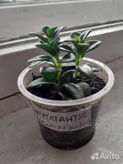 Нематантус или золотая рыбка