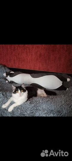 Отдам кота в добрые руки