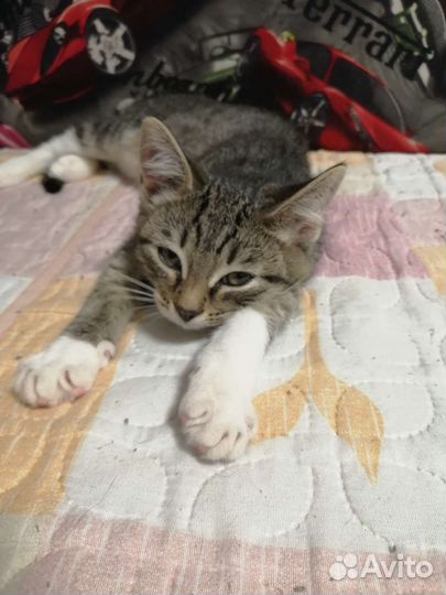 Котик ищет семью