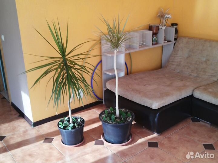 Комнатные цветы