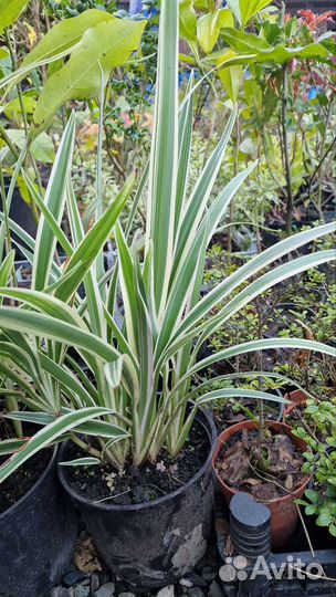 Дианелла вариегатная вечнозеленая (льняная лилия)