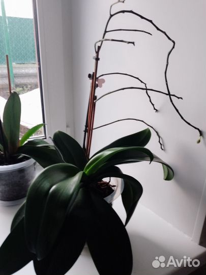 Орхидея дендробиум