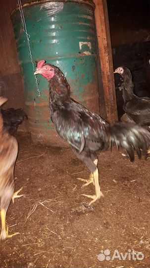 Бойцовые петухи о шамо