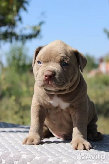 Американский Булли