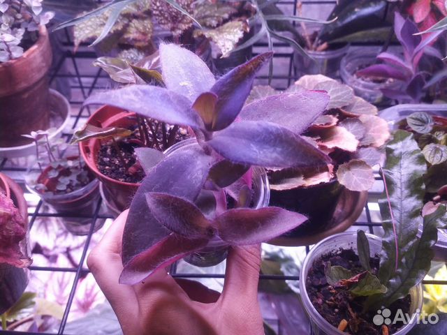 Комнатные растения#2