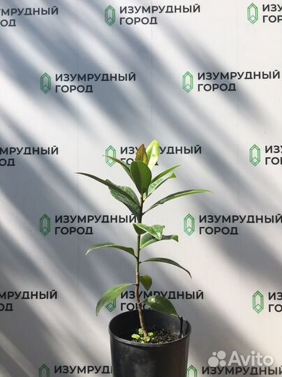 Магнолия грандифлора