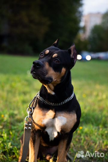 Питбуль прайтер щенки