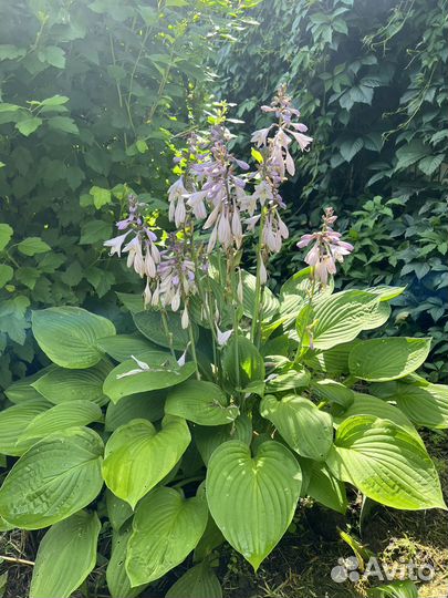 Хоста саженцы