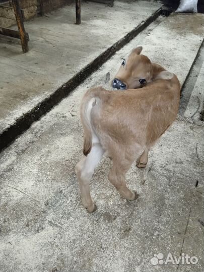 Бычок джерси