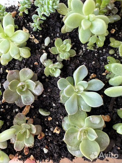 Суккуленты (детки и взрослые)
