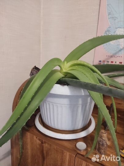 Листья алое для косметики