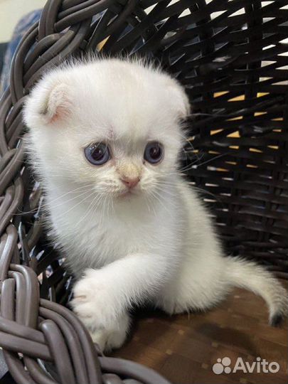 Шотландские котята