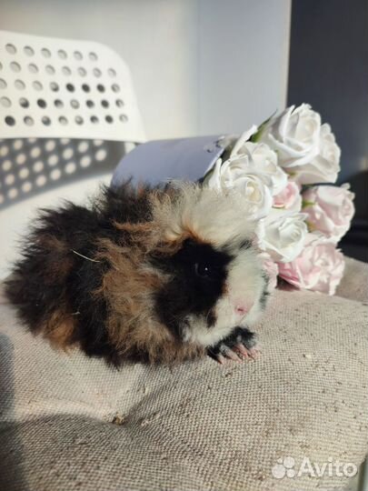 Морская свинка породы альпака. Триколор