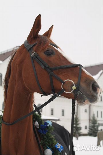Обучение верховой езде, конкур