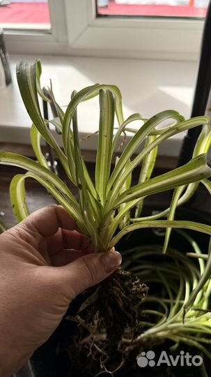 Хлорофитум