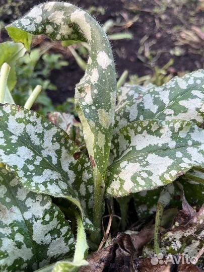 Медуница сахарная