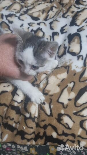 Котёнок