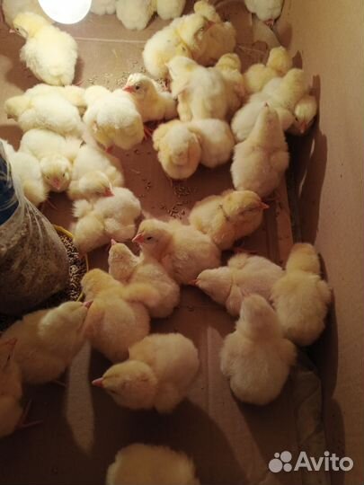 Цыпленок(бройлер)