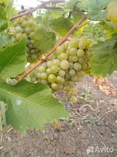 Виноград Шардоне