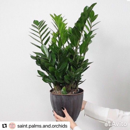 Замиокулькас 70см