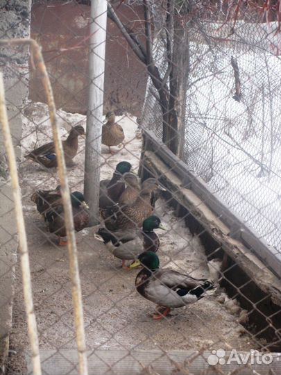 Подсадные дикие утки