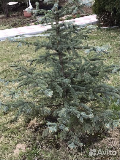 Голубые ели