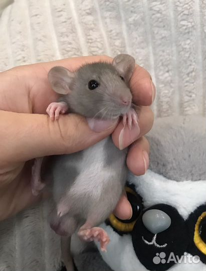 Крысята мальчики дамбо ручные