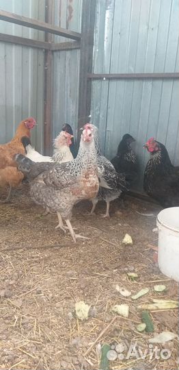 Куры молодки несушки