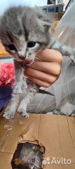 Котята в добрые руки