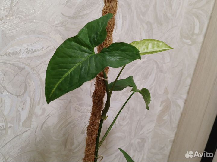 Сингониум + подставка для растений + опора