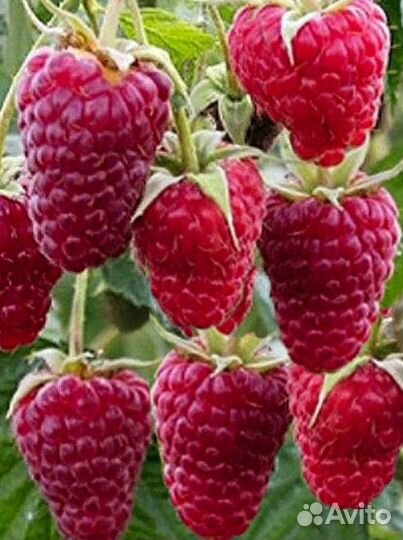 Ремонтантная малина