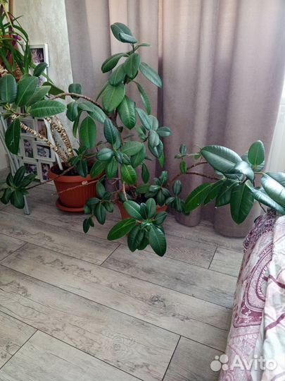 Цветы офисные