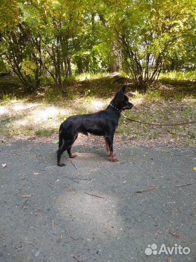 Кобель Русского тоя(вязка)