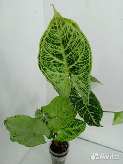 Сингониумы сортовые