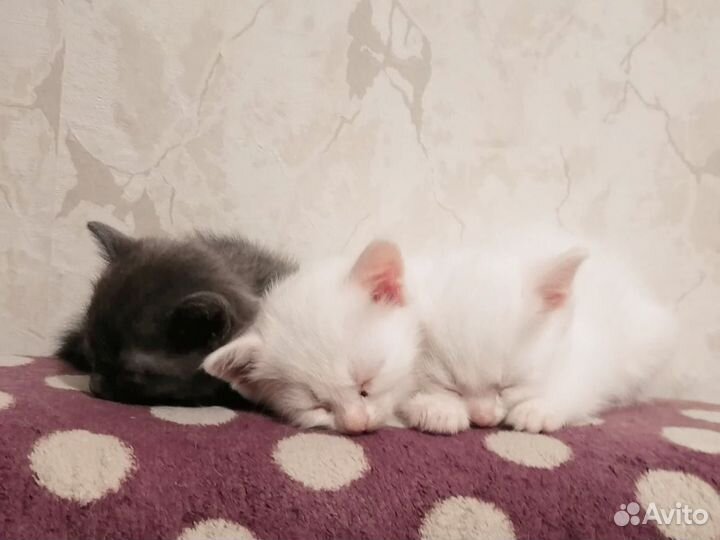 Британские котята