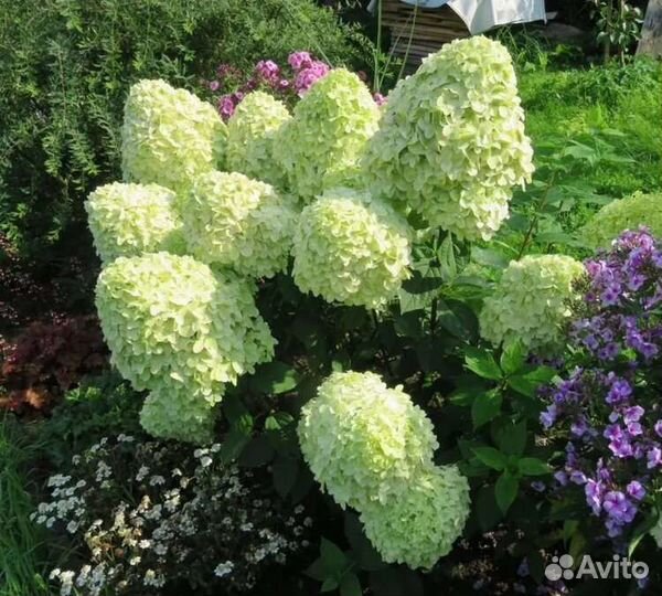 Гортензия Серия Би Bi