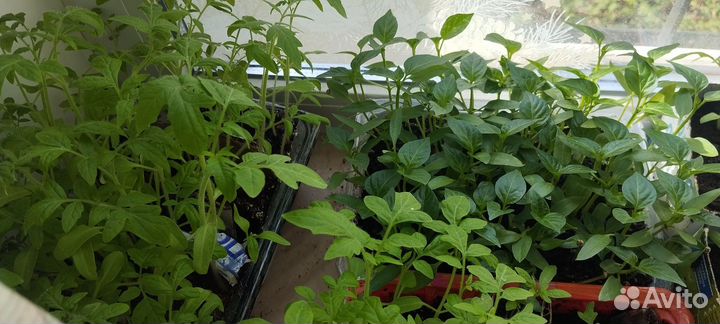 Рассада помидор. Болгарского перца и баклажан