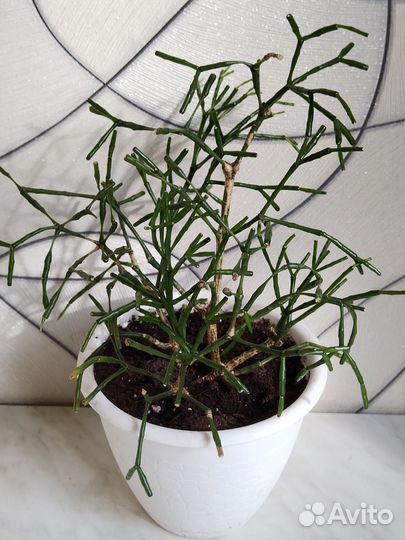 Комнатные растения цветы