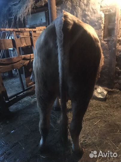 Телка стельная