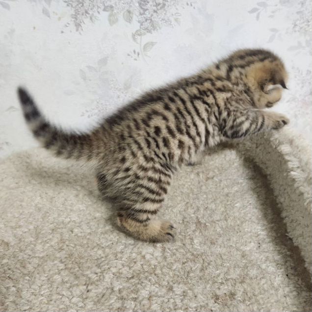 Шотландский вислоухий короткошёрстный котёнок