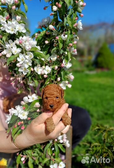 Щенки пуделя