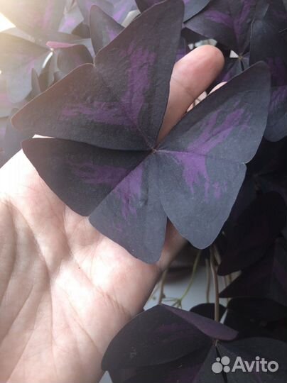 Оксалис (кислица)