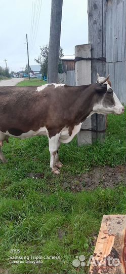 Корова высокоудойная