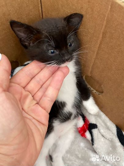 Котята в добрые руки даром